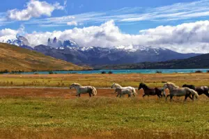 Patagonië natuur
