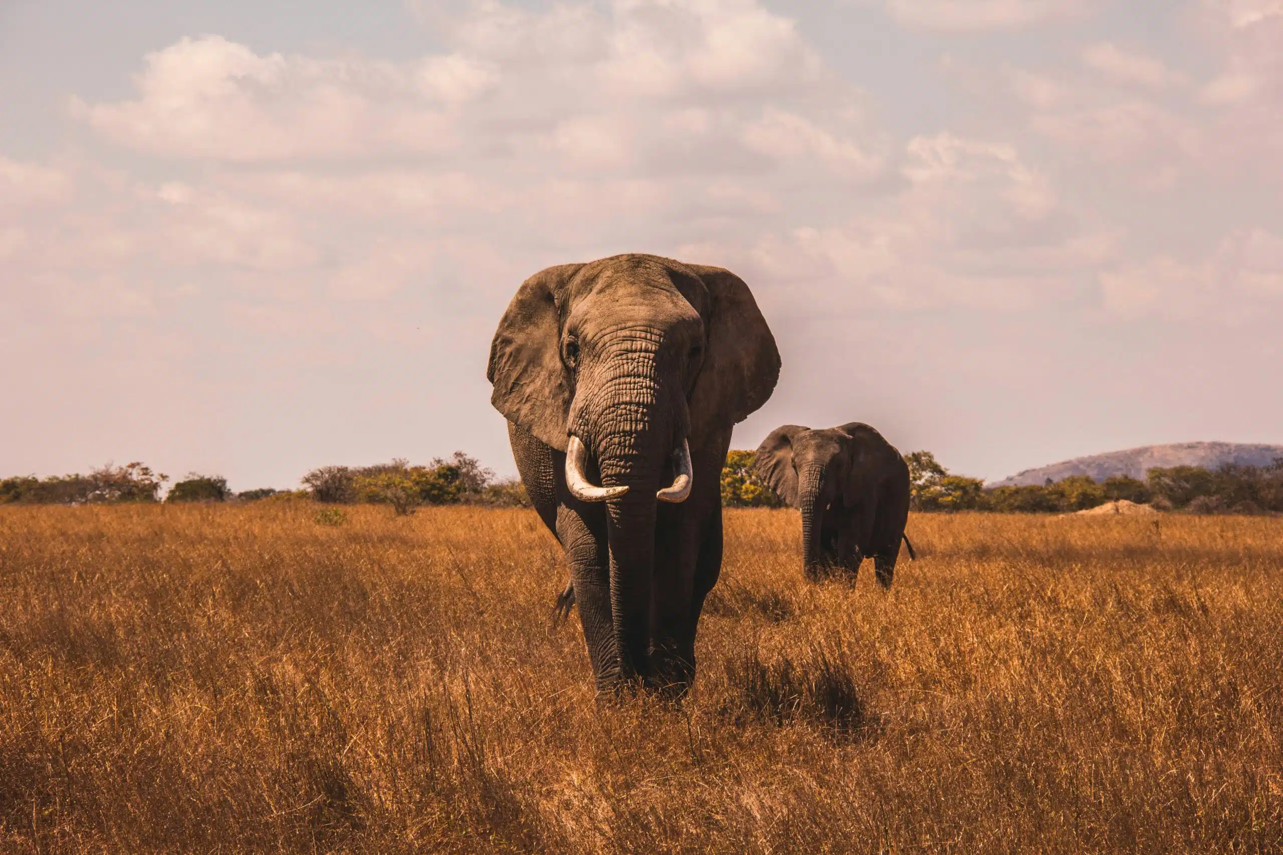 Rondreis door Zuid Afrika - Safari