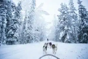 huskeytocht lapland - rondreis friesland